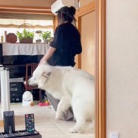 46キロの超大型犬に仕返しをした結果…『やられたらやり返す！』重たすぎる反撃が838万再生「声出して笑ったｗ」「甘え姿可愛すぎ」と爆笑