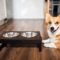 犬の『食事用テーブル』って必要なの？4つの選ぶポイントから注意点まで