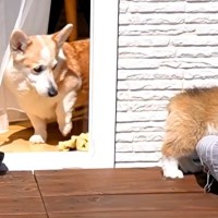 子犬が『ウッドデッキデビュー』をしたら、先輩犬が…何度も覗きにくる『健気な行動』が25万再生「良いお兄ちゃん」「可愛すぎてしんどい」