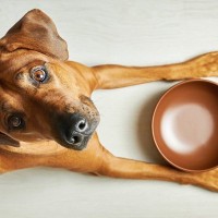 犬が『食べ物をずっと欲しがる』理由３つ　食事への執着が異常な場合の対処法とは？