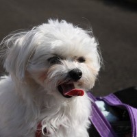 犬の呼吸がおかしいときに考えられる3つの原因　知っておくべきポイントや病気の可能性まで