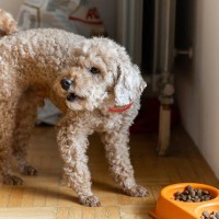 犬の『置き餌』って危険なの？3つの理由と注意点、飼い主ができる工夫まで解説