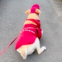 散歩前に『父が忘れ物をしてしまった』結果、犬が…健気すぎる『まさかの光景』が愛おしいと67万再生「待ってるのたまらん」「癒された」