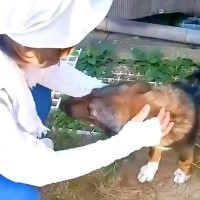 難病だった子犬が育ててくれた保護主と『40日ぶりの再会』…気付いた瞬間の『まさかの反応』に涙が止まらない「感動」「号泣した」と78万再生