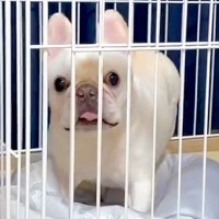 犬が『ケージに閉じ込められてブチギレてる』かと思ったら…『まさかの真実』が面白過ぎると417万再生「爆笑ｗ」「なぜこんな可愛いのか」