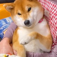 犬がお母さんに抱っこされながらおやつ催促をしたら…最高に可愛い『おててチョイチョイ』に悶絶「まるで赤ちゃん」「いやお嬢様…？」