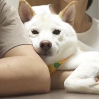 夫婦で子供の進路について話し合っていたら、犬が…喧嘩と勘違いしてみせた『まさかの行動』に感動「めっちゃ優しい子」「犬って本当に家族」