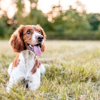 犬がマダニに刺されるとあらわれる症状4つ　飼い主が知っておくべき適切な対処法を解説