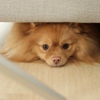 犬が『かくれんぼ』をしたがる5つの理由　習性や心理、トラブルを防ぐための対処法を解説