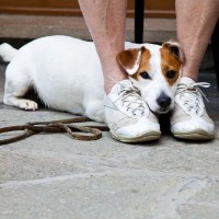 人見知りな犬にみられる特徴5つ　そのサインから読み取れる心理や飼い主ができることをご紹介