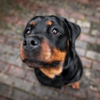 犬は飼い主に『視線』で気持ちを伝えている？見つめる仕草から読み取れる7つの心理とは