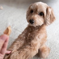 犬に『オテ』は教えたほうがいい？その必要性から愛犬へ与えるメリットまでご紹介