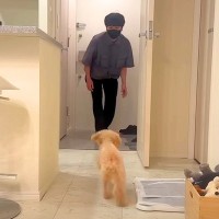 犬に『知らない人が帰宅するドッキリ』を仕掛けたら…『衝撃的すぎる結末』が可愛すぎると6万再生「番犬失格で草」「癒し犬としては最上級ｗ」