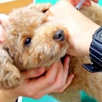 犬が注射を打ちに動物病院へ行ったら、嫌過ぎて…まさかの『必死の抵抗』が愛おしすぎると79万再生「反則級の可愛さ」「人間みたい」