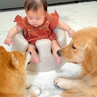 『トイレから戻ったら、赤ちゃんと犬2匹が…』まさかの"秘密の会議"が可愛すぎると40万再生「ほのぼのした」「何話してるんだろ？」と悶絶