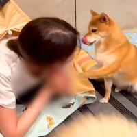 犬は自分の部屋に『不法侵入』されていたら…どうする？『予想外の反応』に爆笑の声「マジ？って顔してるの草」「人間みたいｗ」と26万再生