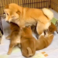 父犬と母犬の『教育の違い』を観察してみた結果…『正反対すぎる子育て方針』が面白いと18万再生「父親はお腹で語る」「ママがんばれｗ」の声