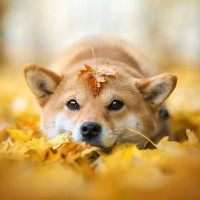 犬にとって危険な『秋の植物』5選　愛犬を散歩させるときの注意点や対策まで