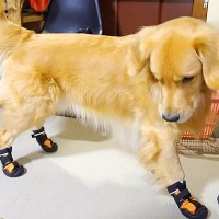 初めて靴を履いた大型犬…申し訳ないけど可愛い『パカパカ走り』が面白すぎると57万再生「お馬さんみたい」「ぴょこぴょこしてるｗ」と絶賛