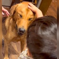 『犬と夜泣きをする男の子』の不思議な物語…心温まる『まさかのエピソード』に感動の声「心が通じ合ってる」「涙が出てくる」と82万再生