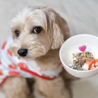 犬が病気のときに食べさせてはいけない『ご飯』5選　体調不良を悪化させる食事とは？