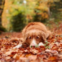 犬が秋に体調を崩しやすいとされる3つの理由とは　愛犬の健康を守るためにできる対策法まで解説