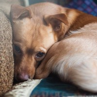 犬が震えている時に考えられる４つの原因　絶対に放置してはいけないケースから対処法まで解説