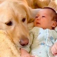 『大型犬と赤ちゃん』生まれてからの成長記録をまとめてみたら…思わず涙がでる『尊い関係性』が301万再生「ただただ感動」「全員可愛い」