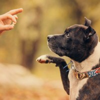 愛犬のモチベーションが上がる4つのコツ　楽しみながらトレーニングをするための秘訣とは