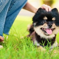 愛犬が『いる生活』と『いない生活』はどう違うの？　4つの違いからみえる良い点・大変な点を解説