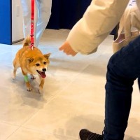 犬が3日間の入院生活を終えた結果…家族を発見した瞬間『感情があふれ出す姿』が泣けると57万再生「涙腺崩壊した」「全身で喜んでて涙出る」