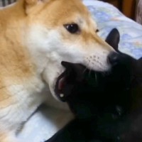 『犬と猫がイチャイチャしてる』と思ったら…衝撃的な『まさかの奇行』が面白過ぎると1200万再生「想像以上ｗｗ」「これがリア獣か」と爆笑