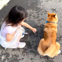 3歳の女の子が『散歩で動かなくなった犬』にした行動…まさかの『説得を試みる光景』が尊くて泣けると16万再生「涙が…」「見習わないと」