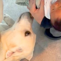 大型犬が生後6日目の赤ちゃんと会った結果…『はじめましてのご挨拶』が尊すぎると34万再生「幸せオーラ全開で涙出る」「大歓迎ですね」