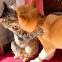 犬が毎日しつこく『ボス猫に挑み続けた』結果…終わりなき戦いが可愛すぎると111万再生「やりとりにほっこり」「乱闘シーンみたい」と爆笑