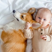 『冷静な性格の犬』4つの特徴　落ち着いていると言われる理由や見分けるポイントまで