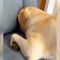 大型犬と暮らしていると起こること…？ソファにする『謎の行動』に共感の嵐「うちも同じです」「やるやるｗ」「何かの儀式？」と97万再生