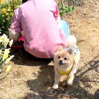 朝の9時、犬がお散歩をしていたら…『おばあちゃんから離れようとしない光景』にほっこりが止まらないと15万再生「可愛い警備」「素敵な絆」