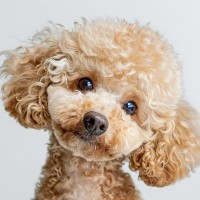 犬が首をかしげる『4つの心理』可愛い仕草に隠された本当の気持ちとは？