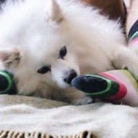 犬が『臭いもの』を好む3つの理由とは　なぜそんなものを嗅ぐの？その真相を徹底解説