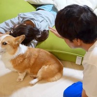 夫が妻に触っただけなのに、愛犬が…予想外すぎる『まさかの反応』が面白いと34万再生「徹底的な阻止で笑った」「必死すぎるの草」と大爆笑