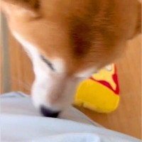 飼い主が『他の犬に浮気をした』結果…恐怖の『ガン詰めされる光景』が237万表示「さすがの嗅覚」「真顔に変わる瞬間かわいすぎるｗ」