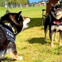 犬が『お友達を全力で遊びに誘った』結果…嘘のような『塩対応』が面白過ぎると23万再生「ジェラシー全開で草」「温度差に爆笑した」と絶賛