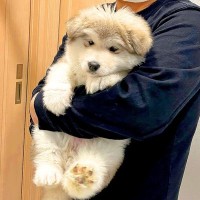 『こんなに小さかったのに…』超大型犬の赤ちゃんを飼って6ヶ月後の『現在の姿』が16万表示「モフりたい」「可愛すぎ」驚きのビフォアフが話題