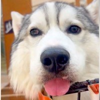 ハスキー犬の『ほっぺ』観察していたら…思わずツンツンしたくなる『可愛すぎる呼吸』が22万表示「意識的にやってる…？」「ボフボフしてる」