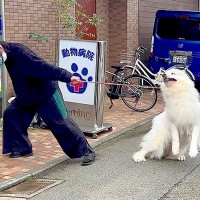 犬に『注射』させようと病院へ行った結果…想像の上をいく『拒否する姿』が必死過ぎると37万再生「入口でフェイントかけてて草」「可愛いｗ」