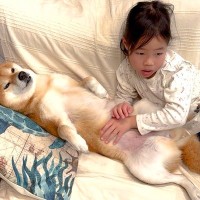 5歳の女の子が『犬のおなかをなでなで』していた結果…可愛すぎる『予想外の展開』が26万再生「人間みたいｗ」「番犬にはなれなさそう」と爆笑