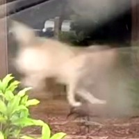 『嘘だろ…』犬と切ないお別れをしたと思っていたら…出かけた瞬間の『まさかの行動』が552万再生「切替早過ぎて草」「きっと見間違い」と爆笑