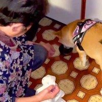 おばあちゃんの家に『内緒で犬を連れて訪問した』結果…サプライズの反応が尊いと8万再生「幸せ製造犬」「車でおとなしいの偉すぎる」と絶賛