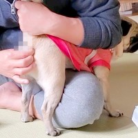 久しぶりに『犬の肛門線絞り』をした結果…想像の斜め上をいく『まさかの反応』が74万再生「なんという破廉恥プレイ」「可愛すぎるｗ」